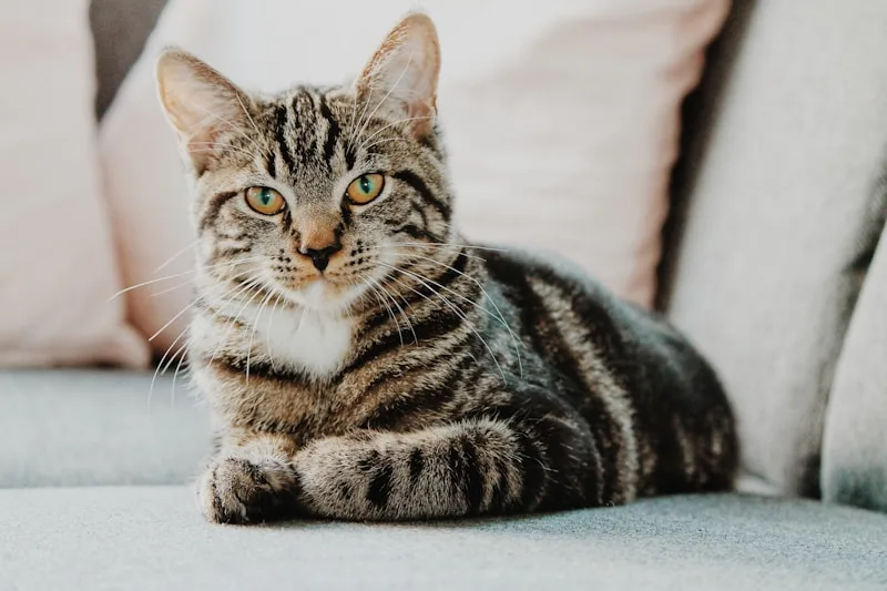 EMASCO's First Seminar: A Major Step Forward in Feline CKD Management