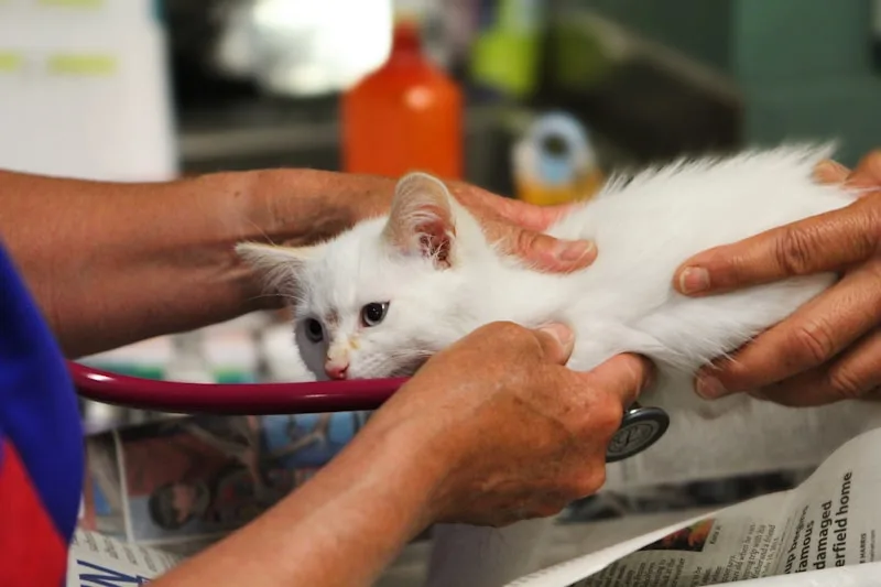 Advancements in Feline Care: Highlights from Emasco's Recent Seminar