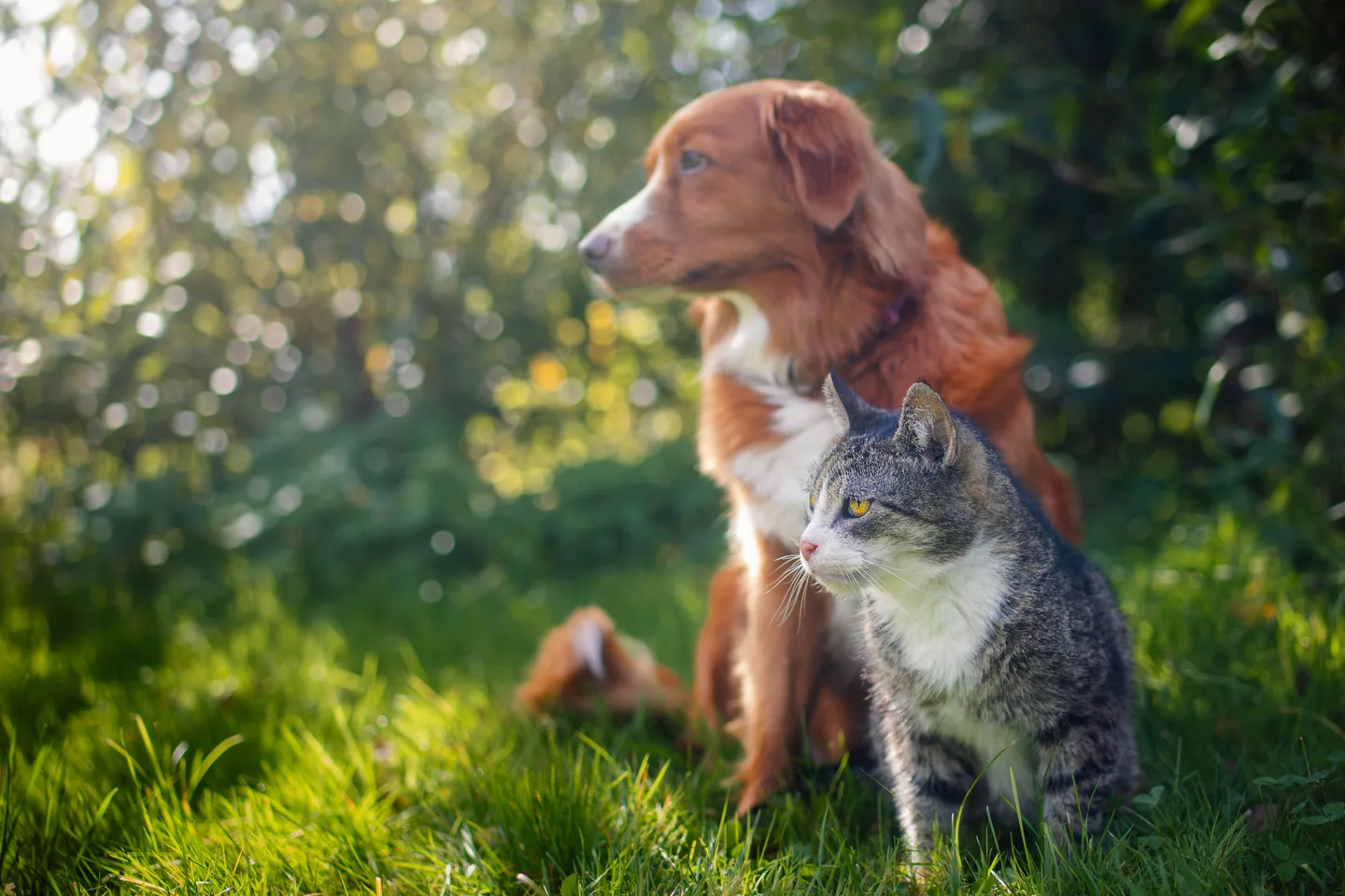 A cat and a dog resting in grass