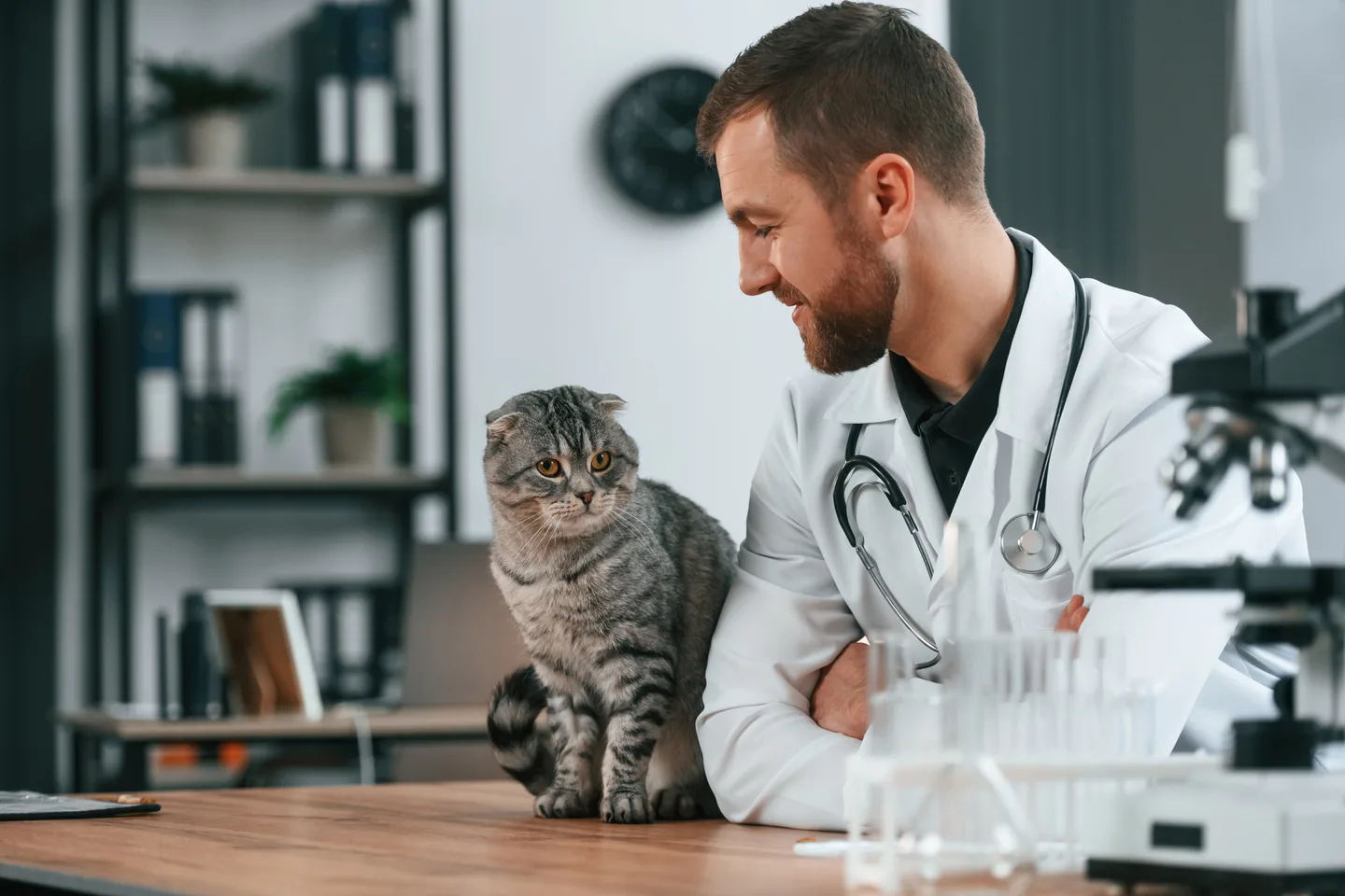 A veterinarian examining a cat